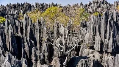 À la découverte des Tsingy de l'Ankarana et de Bemaraha