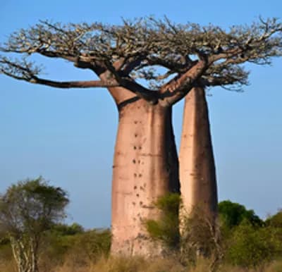 À la rencontre des baobabs de Madagascar : géants centenaires et trésors vivants de l’Île Rouge