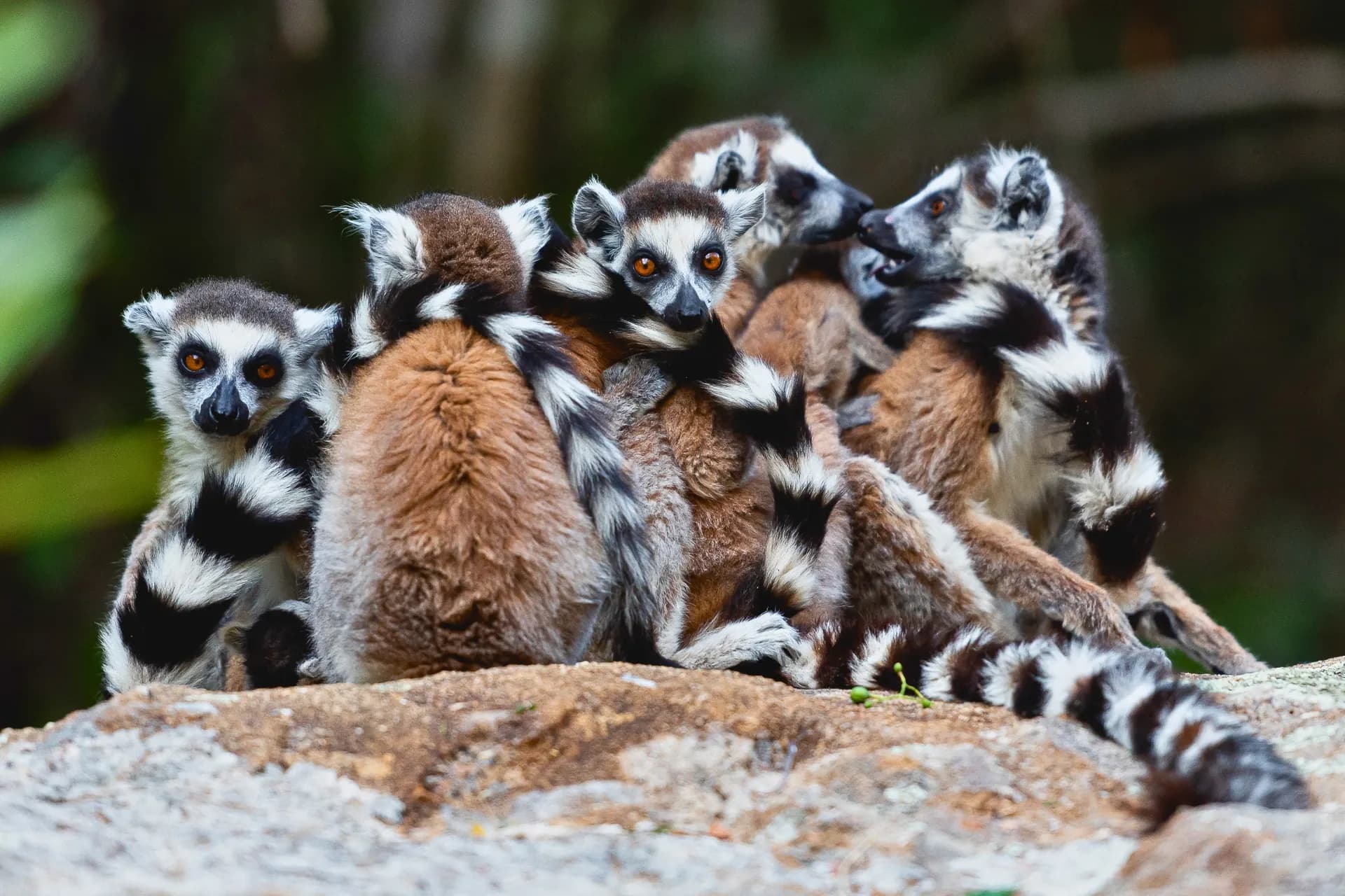 Groupe de lémuriens blottis sur une roche en forêt