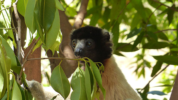 Lémurien de Madagascar.