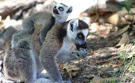 Femelle lémurien de Madagascar et son bébé.