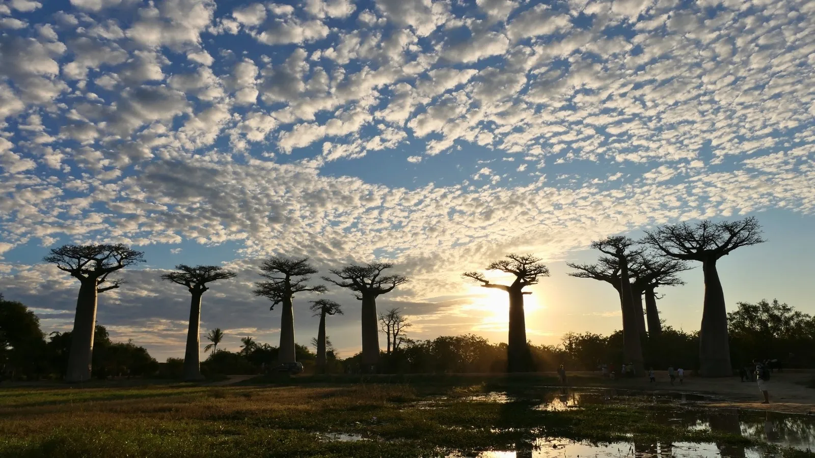 Baobabs alignés au coucher de soleil dans une savane madagascar avec ciel nuageux et reflet d’eau