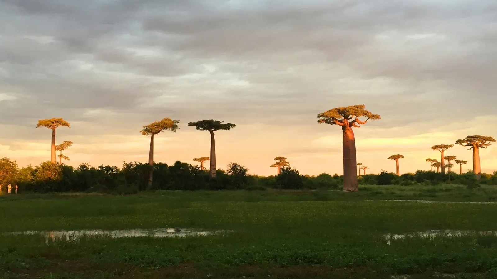 Paysage crépusculaire de Madagascar avec baobabs imposants et prairie verdoyante sous un ciel nuageux