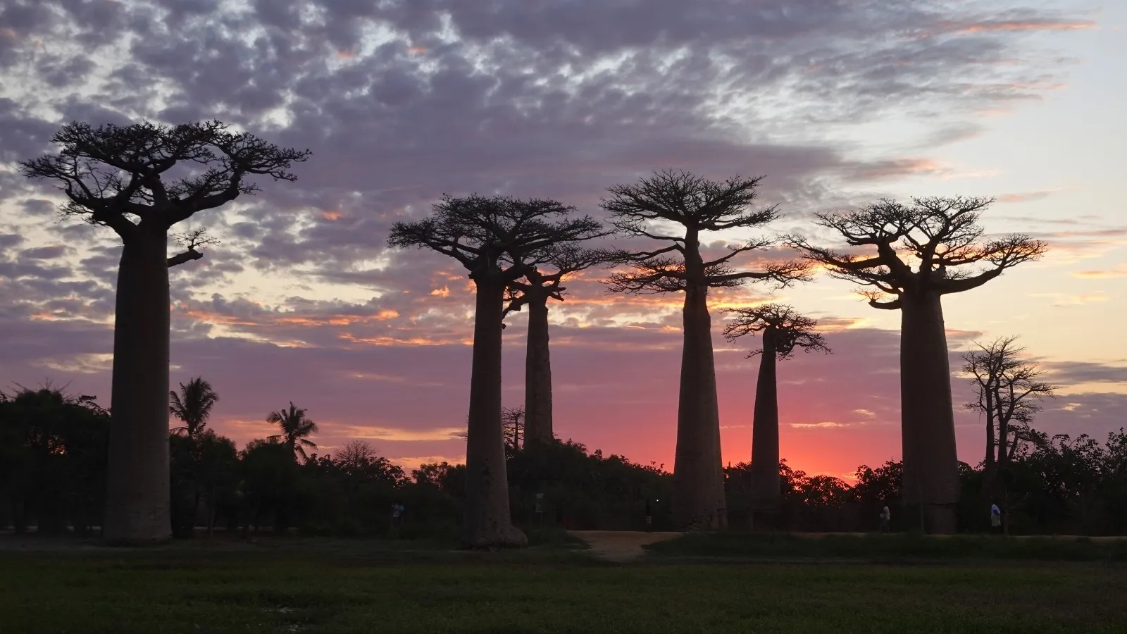 Baobabs alignés au coucher de soleil dans une savane verdoyante à Madagascar