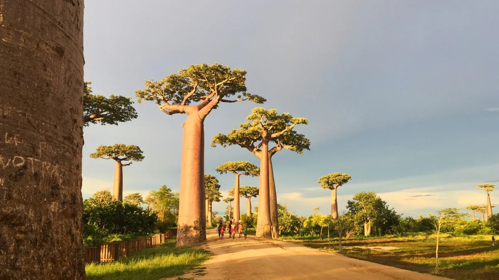 Allée bordée d'imposants baobabs alignés sous un ciel clair à Madagascar