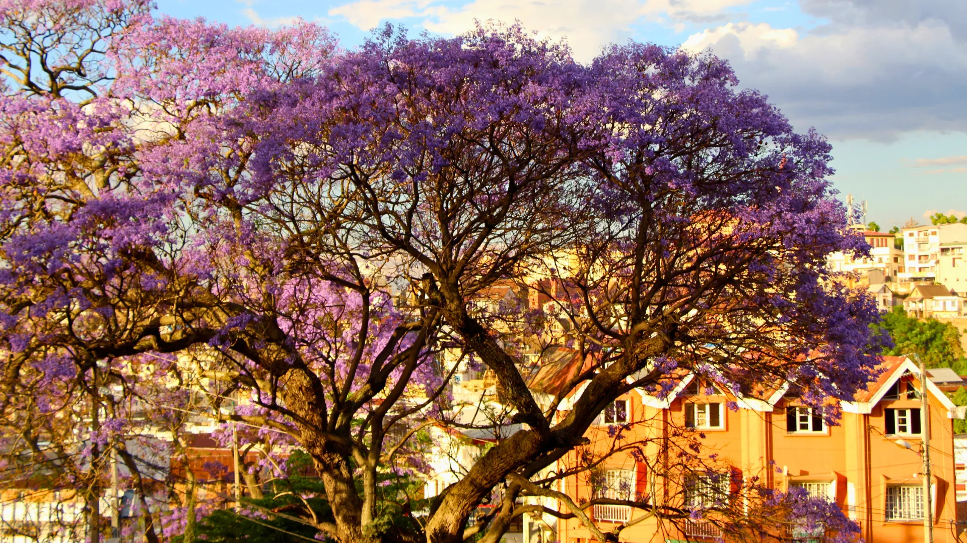 Arbre en fleurs violettes spectaculaires devant maisons colorées en pente ensoleillée