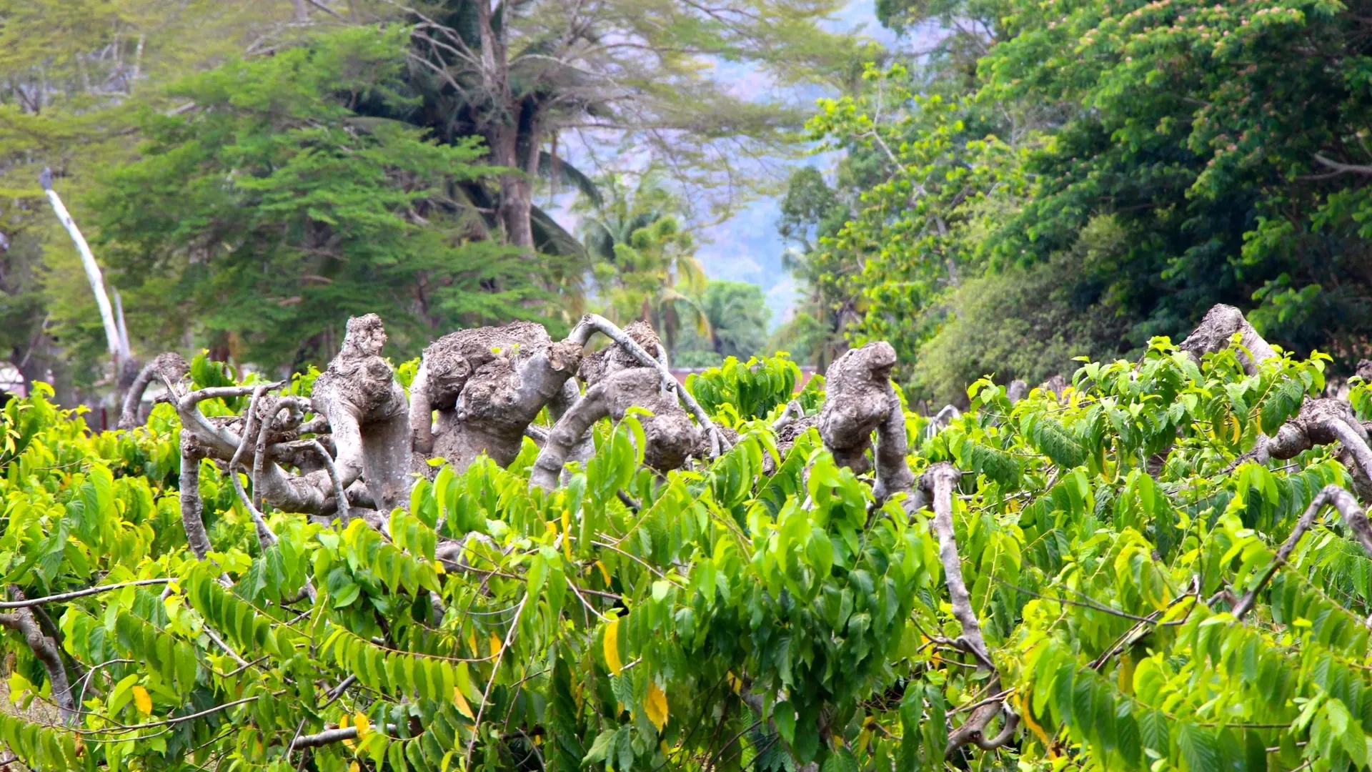 Arbres d'ylang-ylang à Madagascar