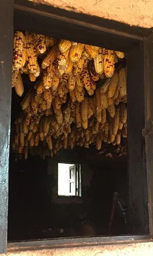 Épis de maïs séchant suspendus dans une pièce traditionnelle malgache éclairée par une fenêtre