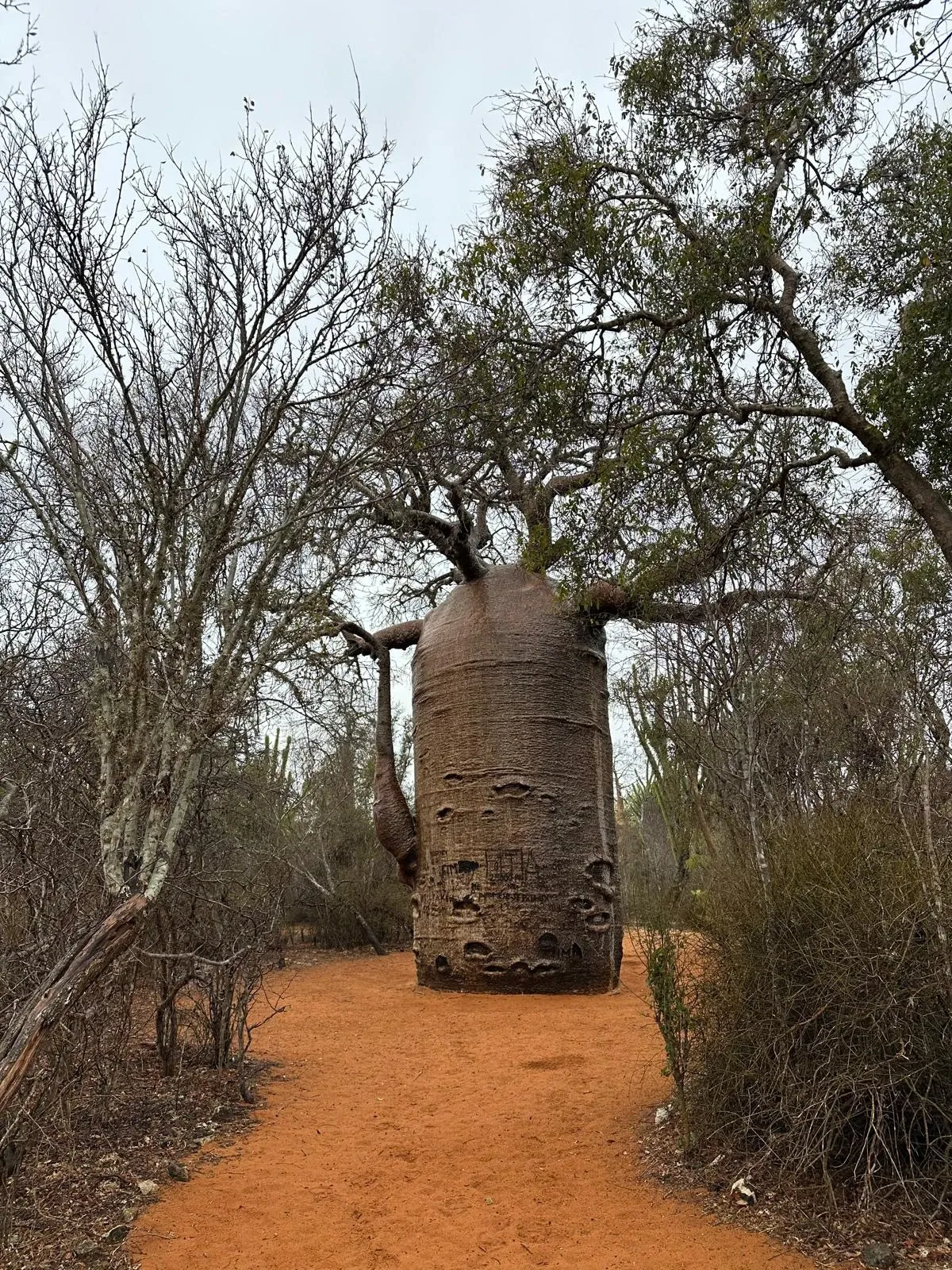 Sentier menant vers un imposant baobab isolé dans une forêt de Madagascar