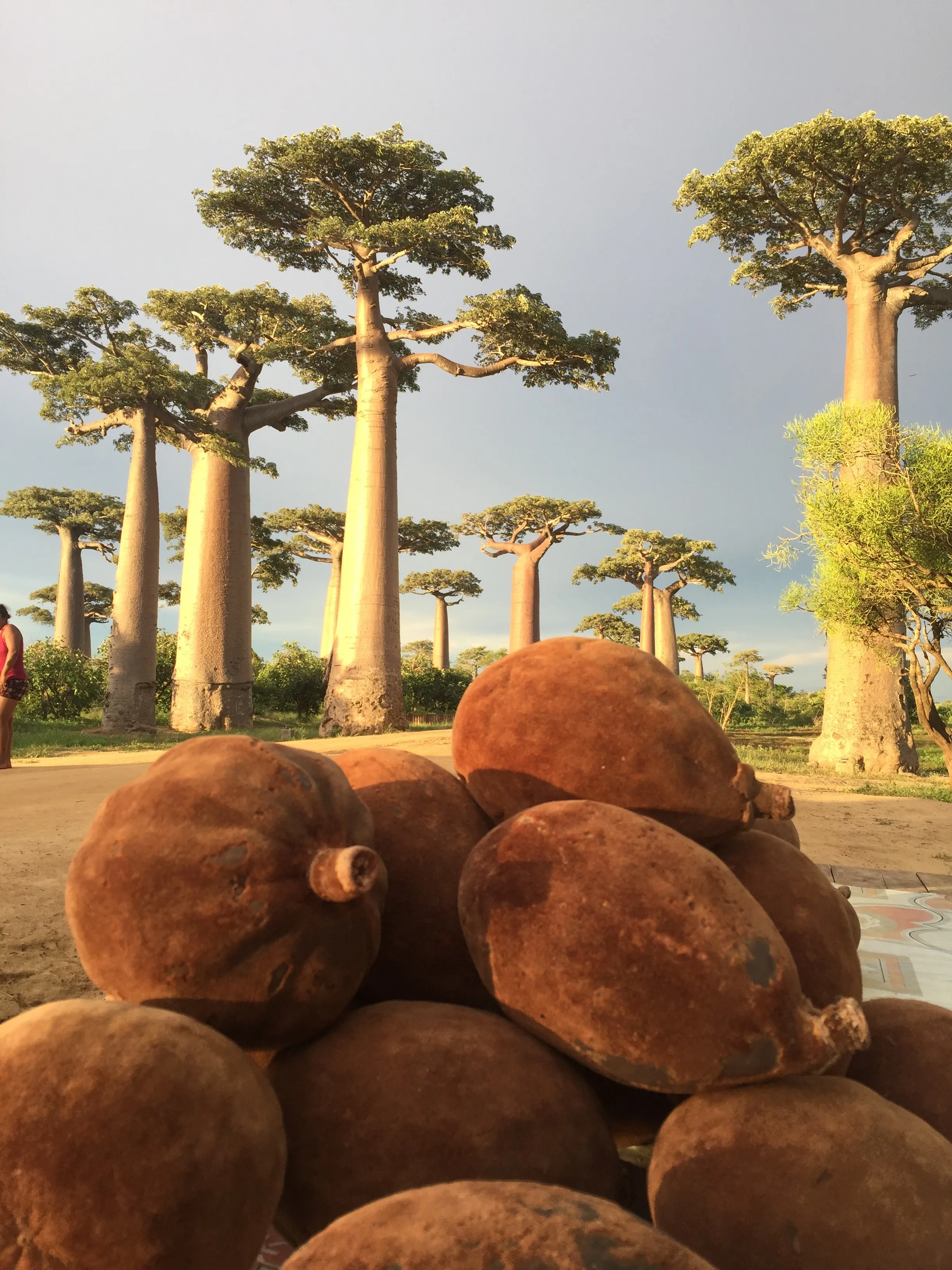 Baobabs majestueux entourés de fruits géants de Madagascar