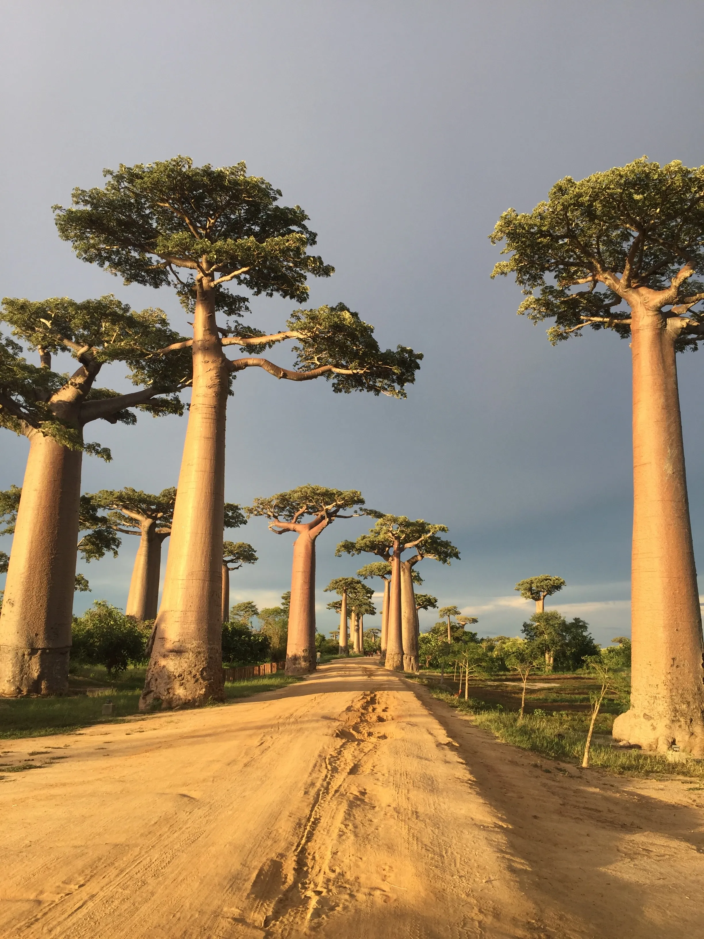Allée de baobabs alignés au coucher de soleil