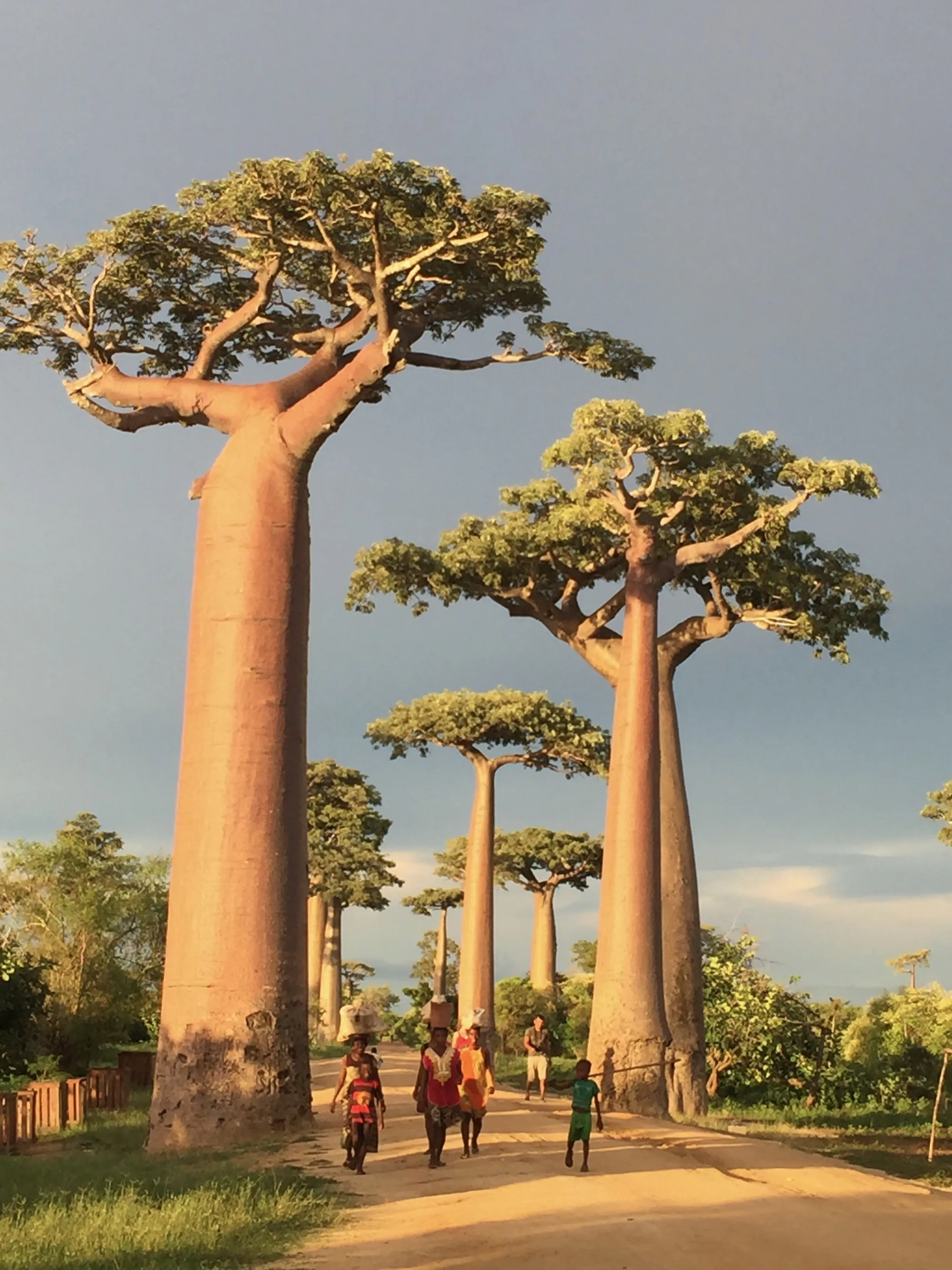 Groupe de baobabs majestueux à Madagascar avec des visiteurs marchant sous un ciel dégagé
