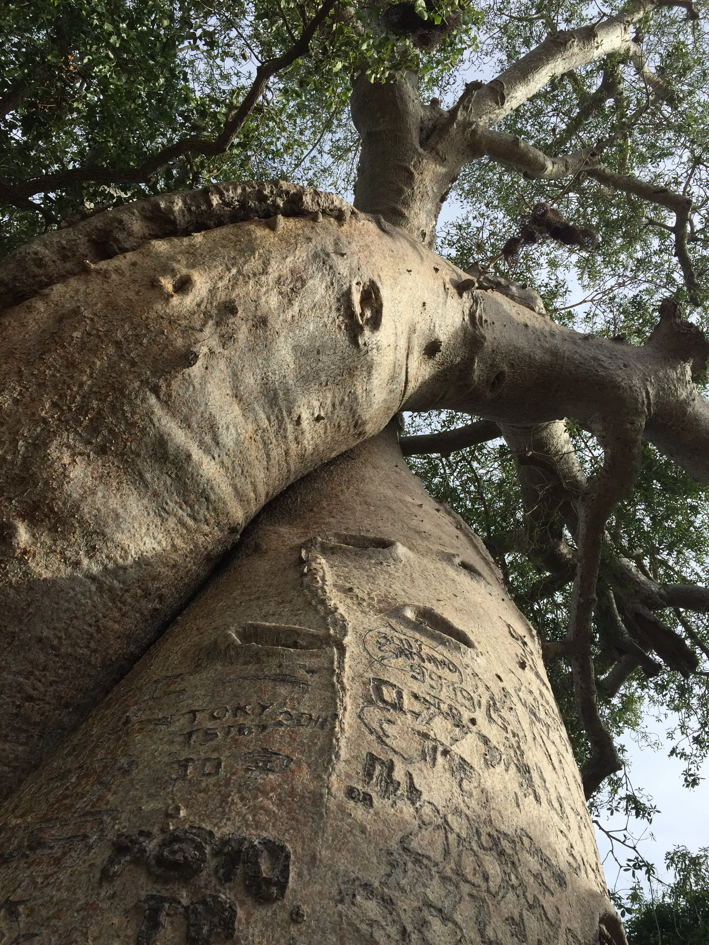 Deux voyageuses posant devant le majestueux baobab amoureux en gros plan