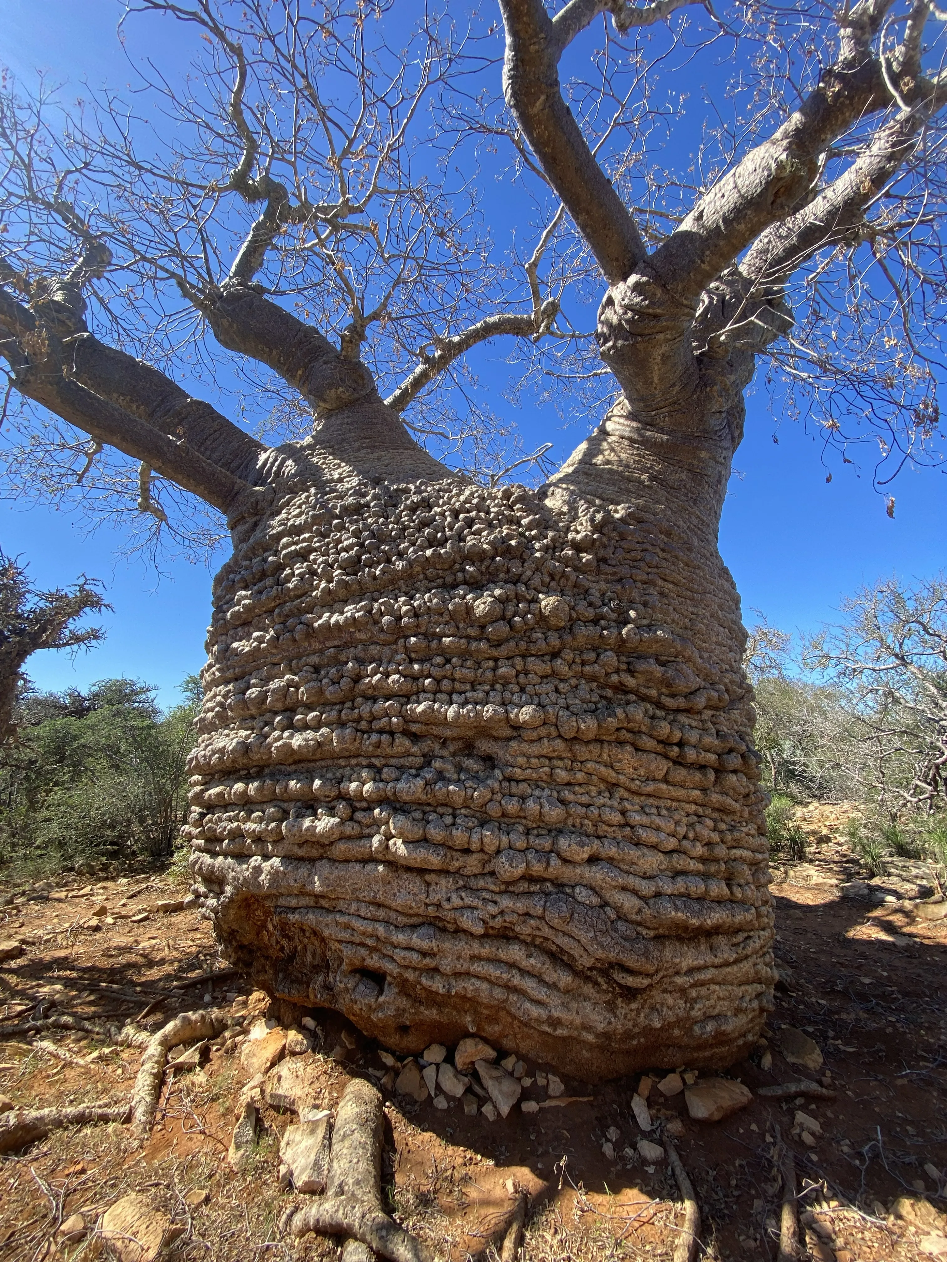 Baobab grand-mère dans un paysage aride madagacar