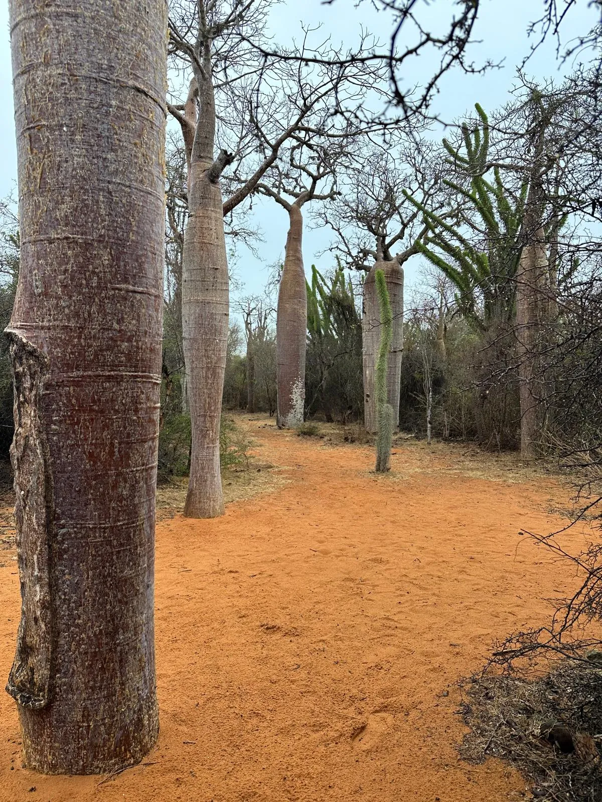 Allée de baobabs alignés avec sol terreux