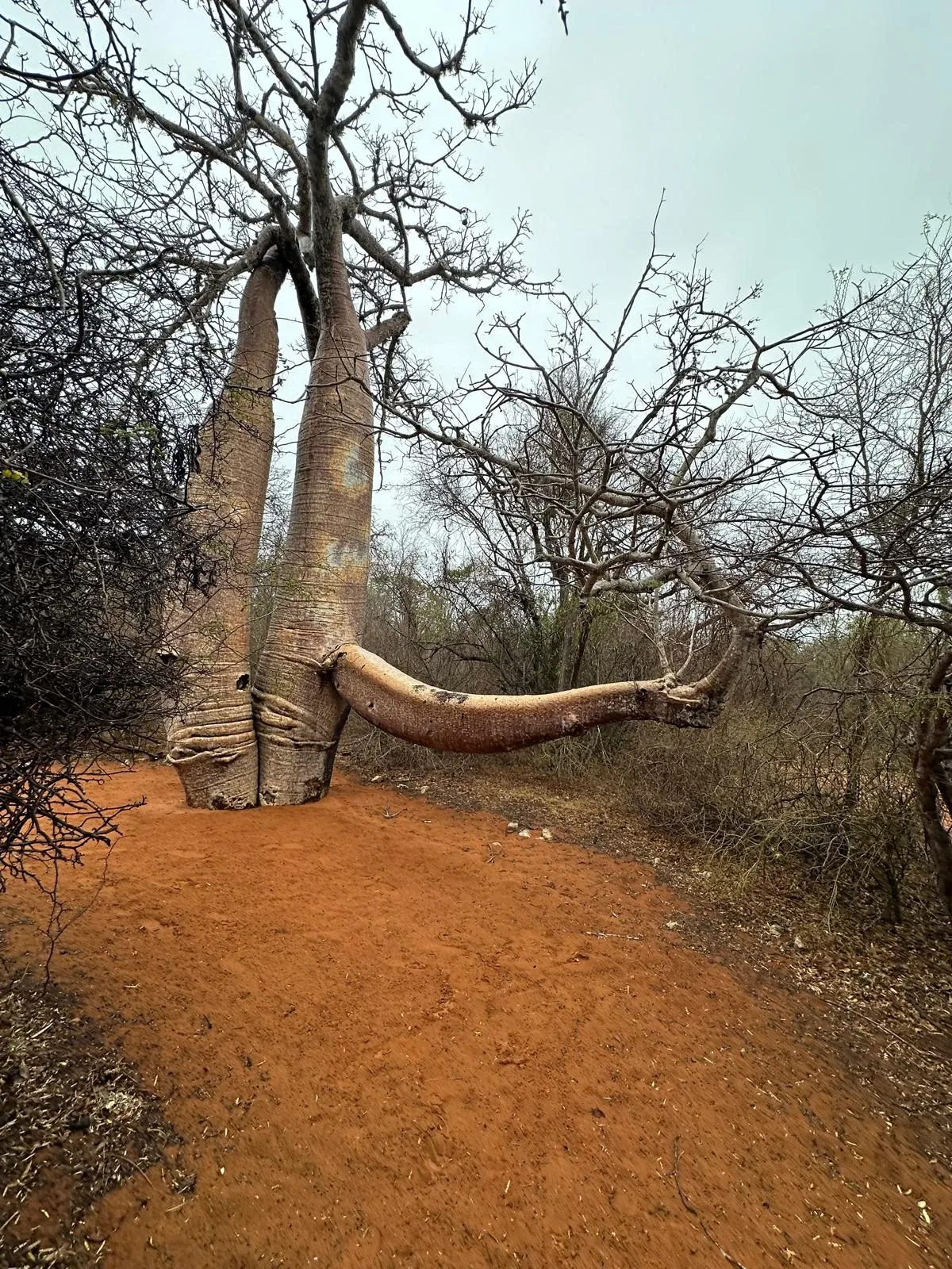 Baobab imposant aux branches tombées