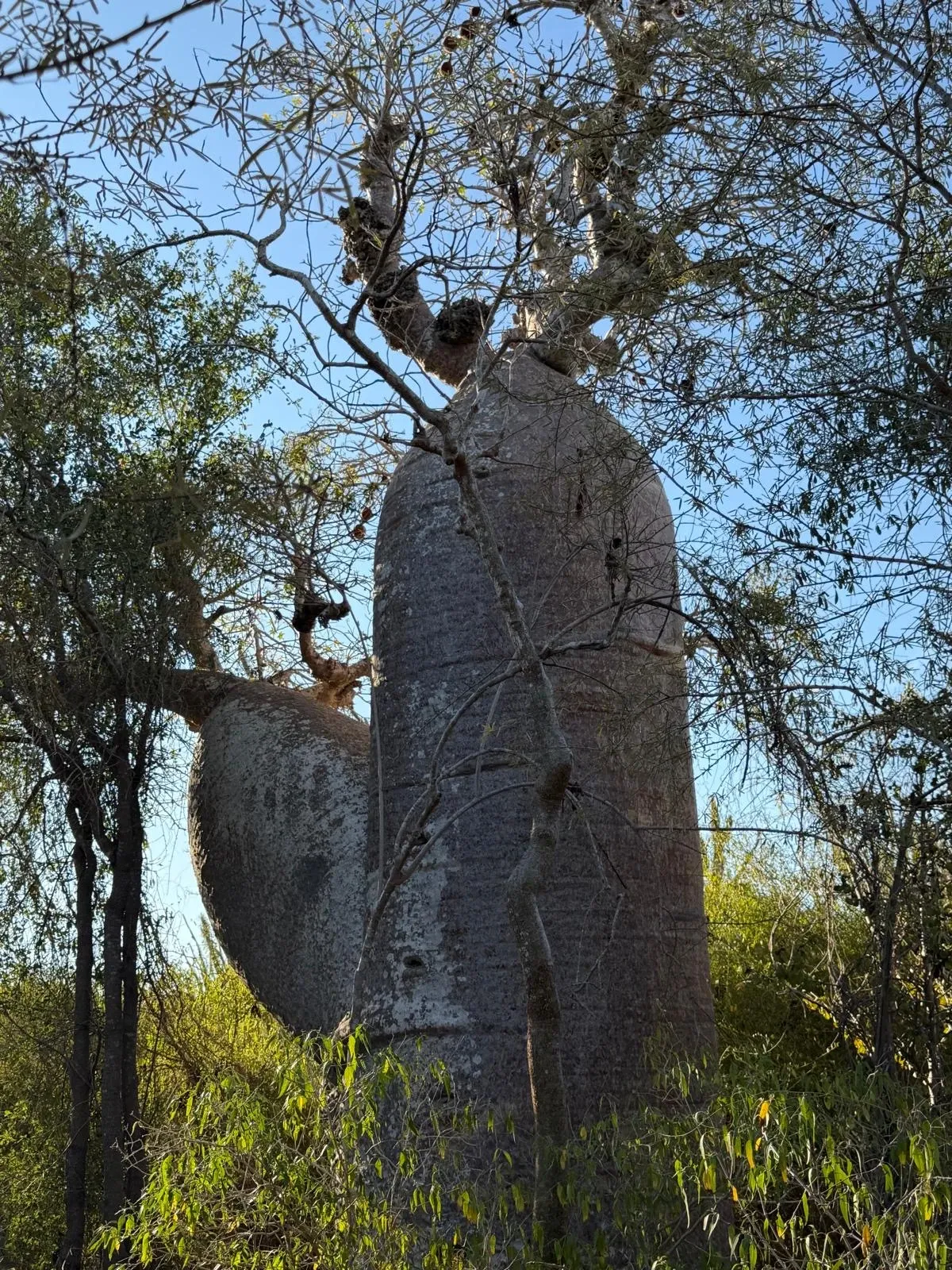 Baobabs entourés de végétation luxuriante sous un ciel dégagé à Madagascar