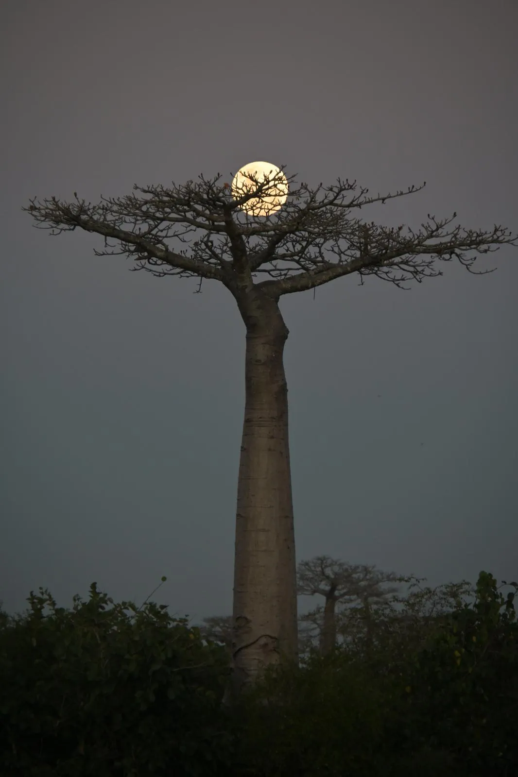 Baobab majestueux un soir de pleine lune