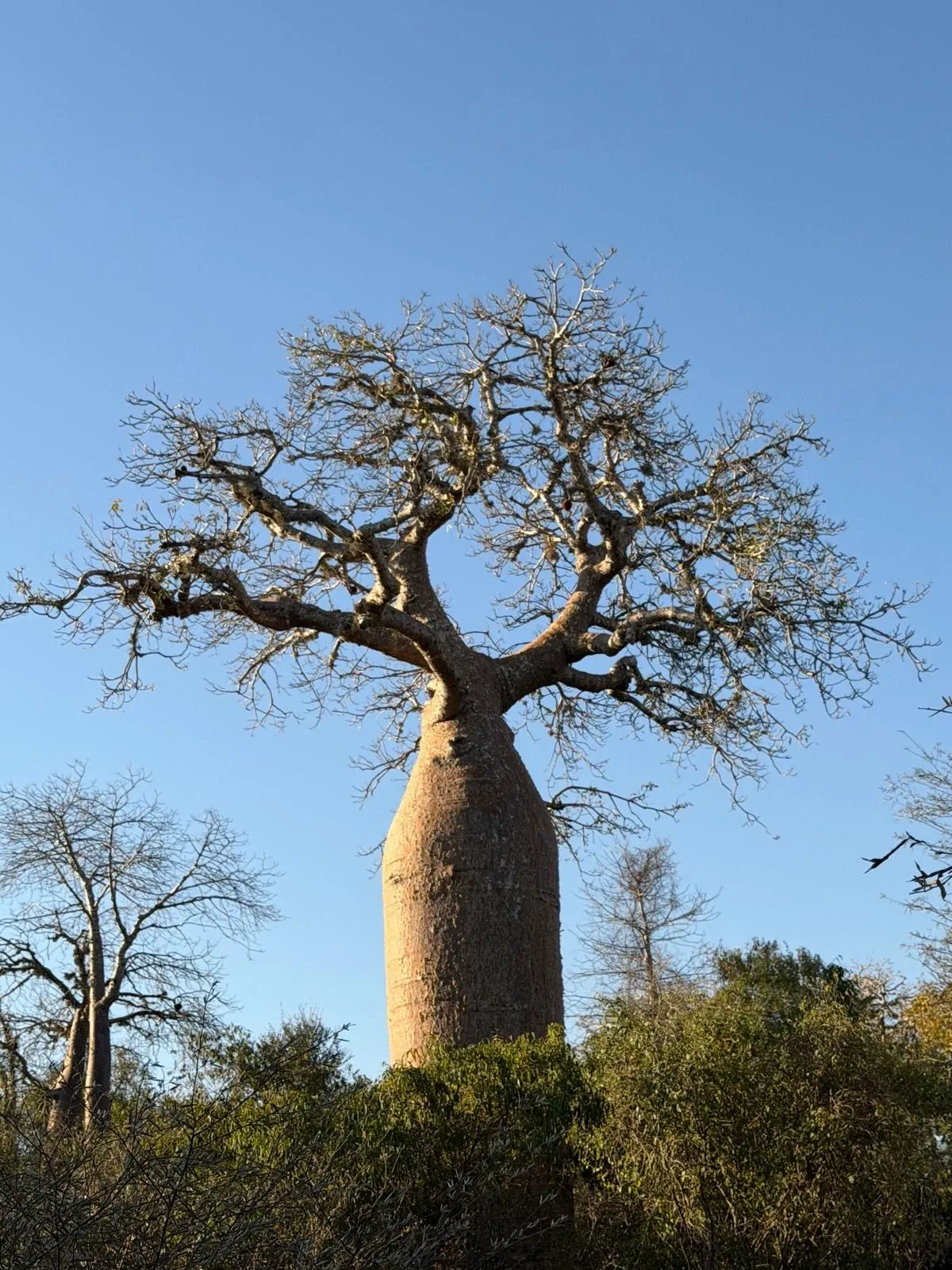 Baobab majestueux aux branches étalées sous un ciel bleu clair