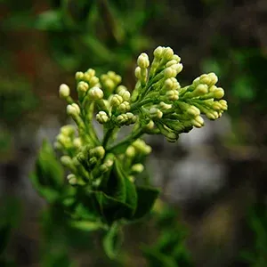 Fleurs à Madagascar