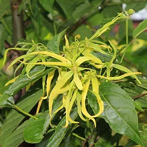 Fleurs d’ylang-ylang à Madagascar