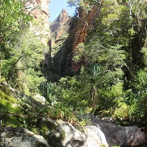 Sentier forestier luxuriant encadré par des falaises rocheuses et une végétation dense à Madagascar