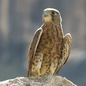 Faucon perché sur un rocher dans un paysage naturel ensoleillé