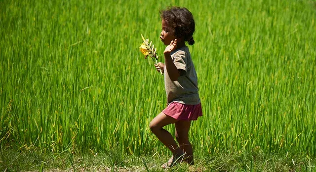 Enfant marchant dans un champ de riz vert avec une petite fleur à la main