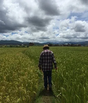 Un homme marche dans un champ de riz sous un ciel nuageux à Madagascar