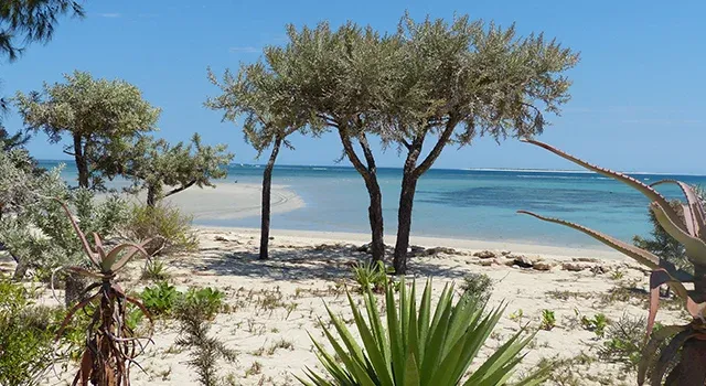 Plage de sable fin bordée d’arbres et de végétation