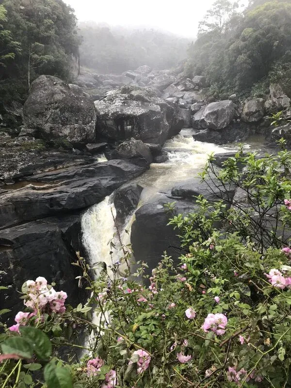 Cascade entourée de rochers dans une forêt luxuriante fleurie de roses sauvages