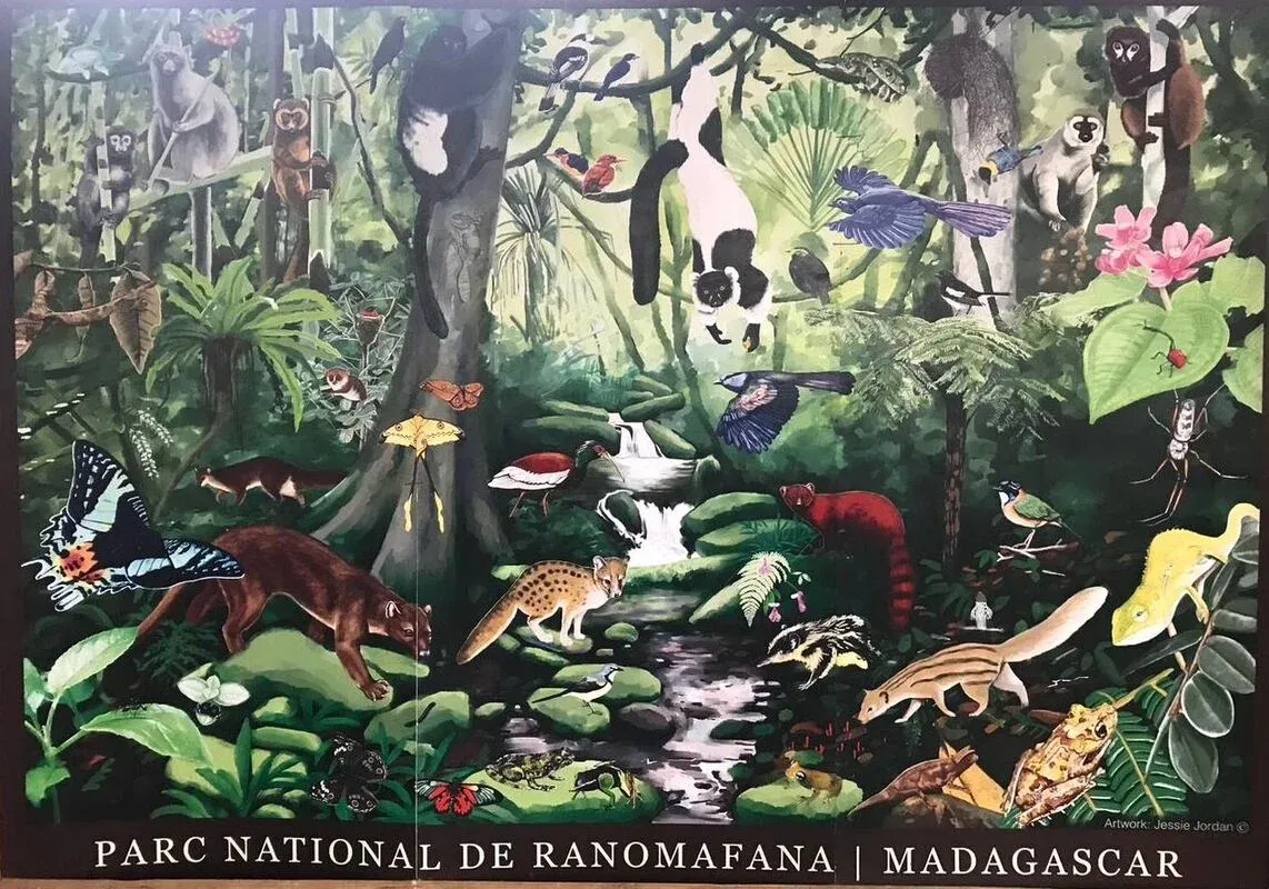 Diversité animale et végétale luxuriante du parc national de Ranomafana à Madagascar
