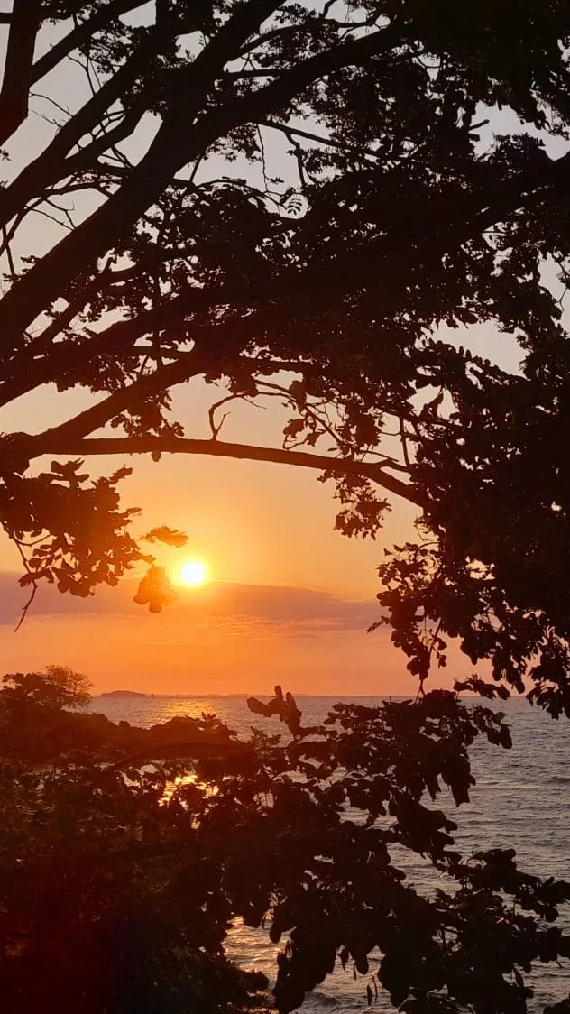 Coucher de soleil entre les branches d’un arbre surplombant l’océan à Madagascar