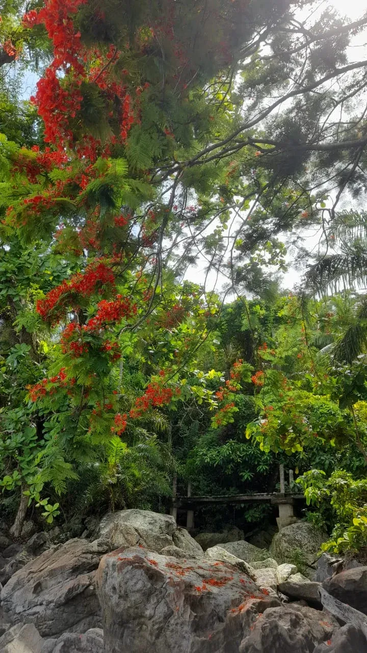 Paysage luxuriant de Madagascar avec rochers et bougainvilliers rouges en fleurs