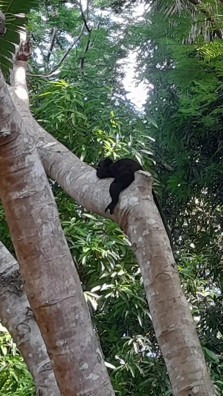Un lémurien noir grimpe entre deux troncs d’arbres dans une forêt luxuriante de Madagascar