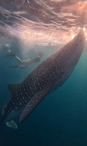 Plongeur à côté d'un requin-baleine à points blancs en eaux turquoise