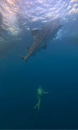 Plongée avec requin-baleine et nageuse