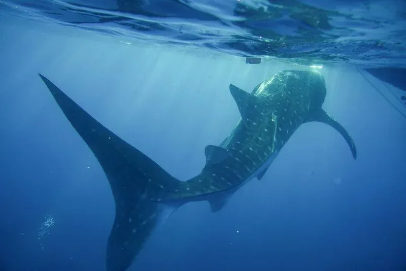 Requin-baleine nageant paisiblement