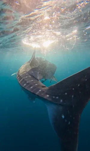 Nageur en apnée aux côtés d’un requin-baleine à Madagascar