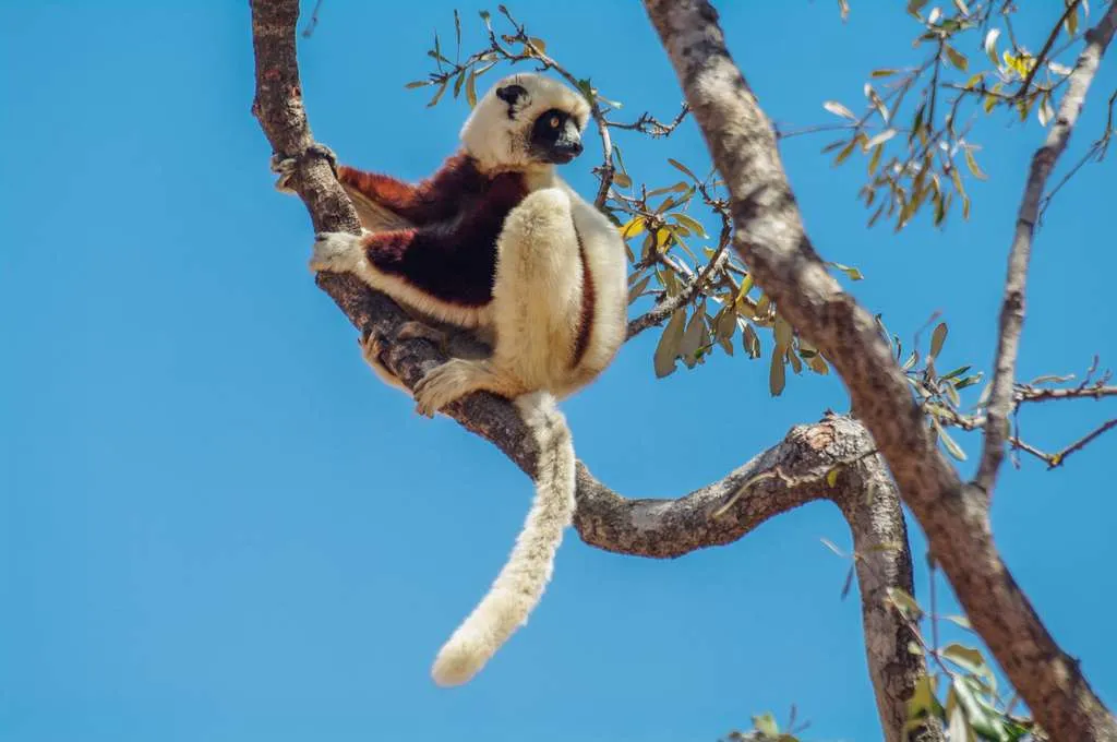 Lémuriens dans un arbre
