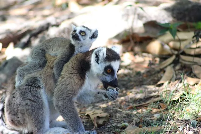 Femelle lémurien de Madagascar et son bébé.