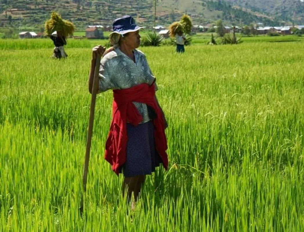 Femme marchant dans un champ de riz verdoyant avec des outils traditionnels en région montagneuse