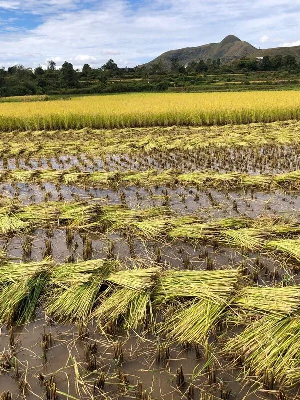 Rizière inondée en pleine récolte sous un paysage montagneux verdoyant à Madagascar