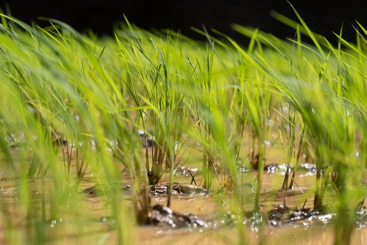 Jeunes plants de riz poussant dans un champ inondé sous la lumière
