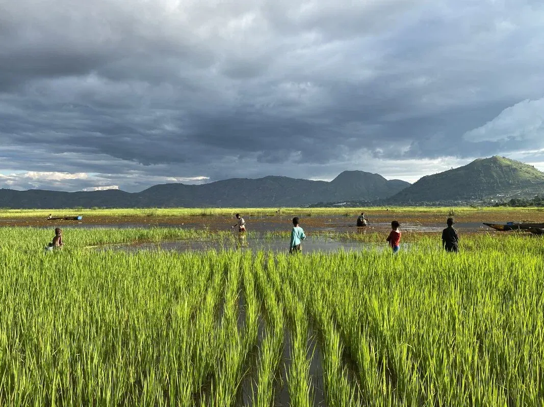 Paysans travaillant dans un champ de riz inondé sous un ciel nuageux près de montagnes verdoyantes