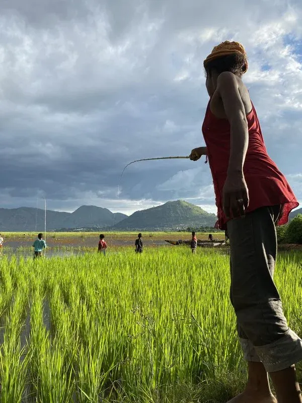 Un homme devant un champ de riz verdoyant sous un ciel nuageux près de montagnes