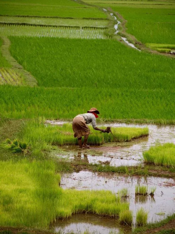 Un agriculteur plante du riz à la main dans un champ inondé de Madagascar