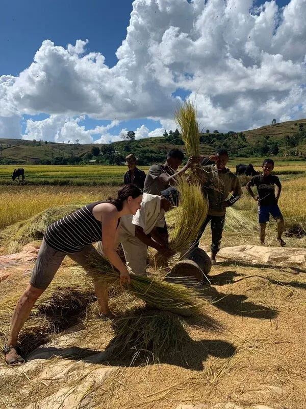 Moisson manuelle de riz dans un champ verdoyant sous un ciel dégagé avec des travailleurs locaux