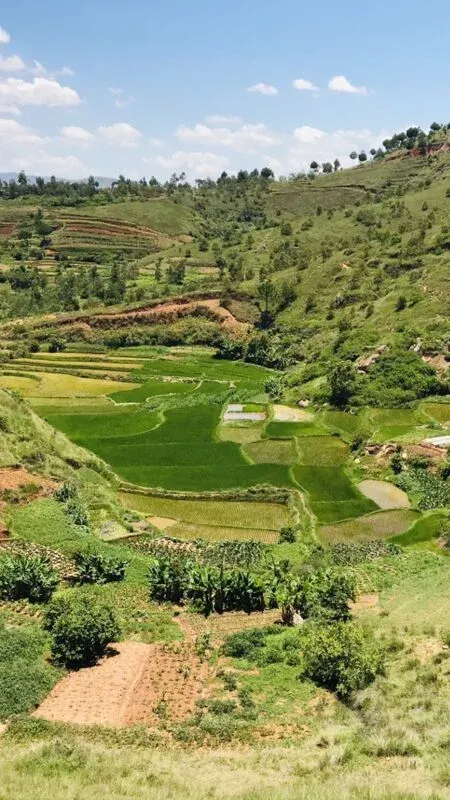 Paysages verdoyants de rizières en terrasses entourées de collines verdantes sous un ciel dégagé