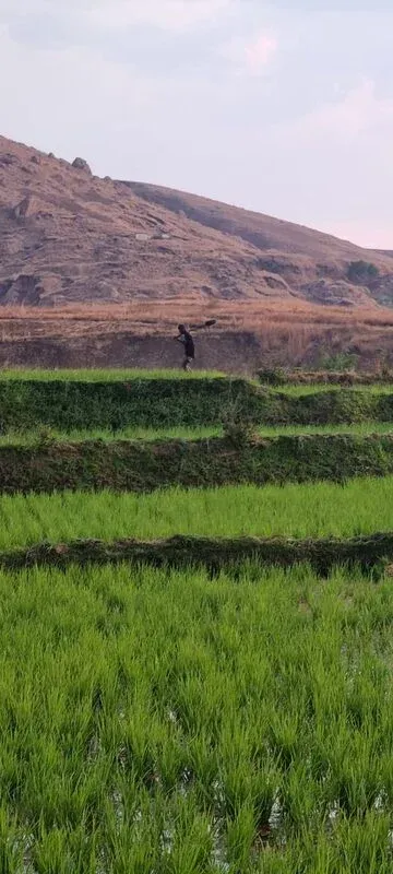 Paysan marchant dans des rizières en terrasses devant une colline aride à Madagascar
